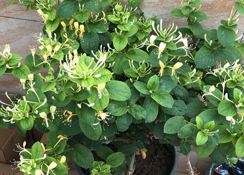 金银花家庭盆栽好养吗