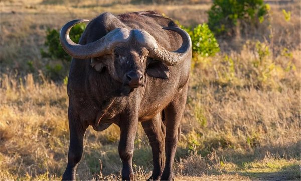 平头哥蜜獾厉害到什么程度