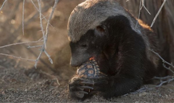 平头哥蜜獾厉害到什么程度