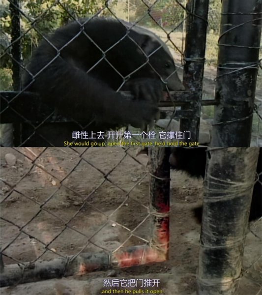 平头哥蜜獾厉害到什么程度