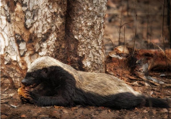平头哥蜜獾厉害到什么程度
