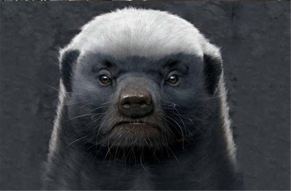 平头哥蜜獾厉害到什么程度