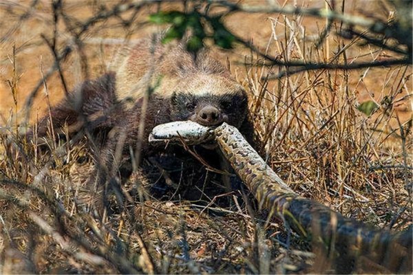 平头哥蜜獾厉害到什么程度