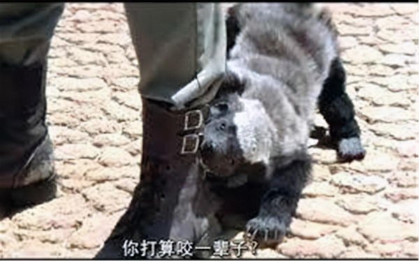 平头哥蜜獾厉害到什么程度