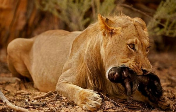 平头哥蜜獾厉害到什么程度