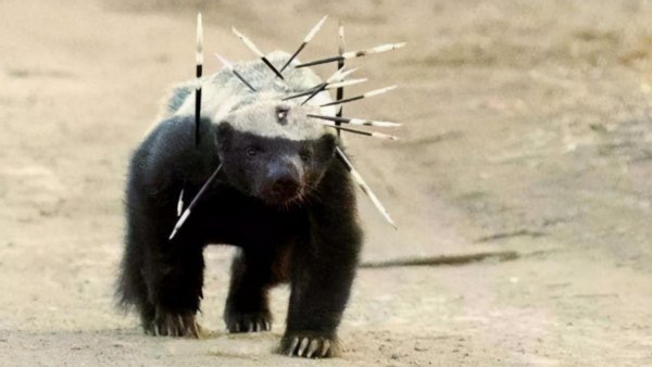 平头哥蜜獾厉害到什么程度