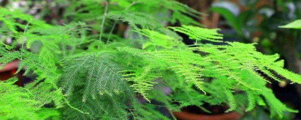 文竹怎么养才能爆盆呢