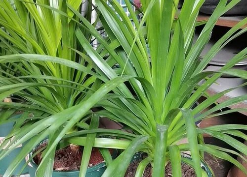 龙须树喜欢阳光吗