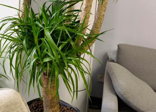 龙须树喜欢阳光吗