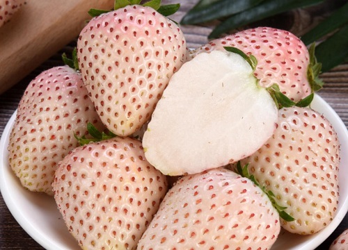 草莓生长在哪里