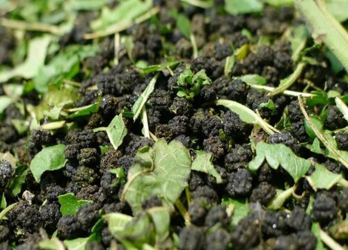 蚕的粪便可以做肥料吗