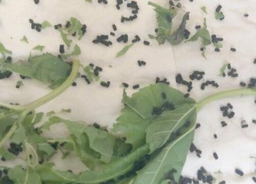 蚕的粪便可以做肥料吗