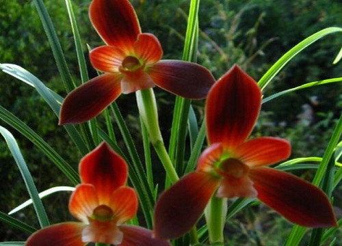 秋季养护春兰教你如何正确摘芽