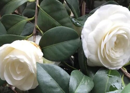 山茶花怎么过冬天