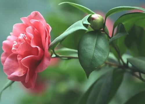 山茶花怎么过冬天