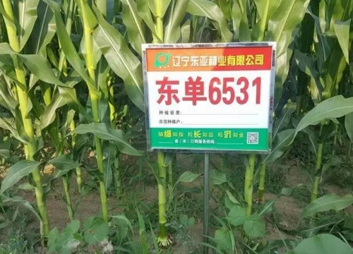 东单6531玉米详细介绍