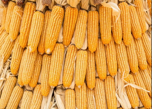 东单6531玉米详细介绍