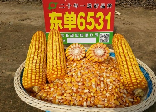 东单6531玉米详细介绍