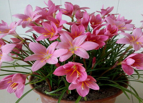 风雨兰的种植方法和时间