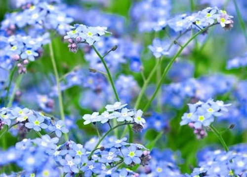 勿忘我的花语是什么含义