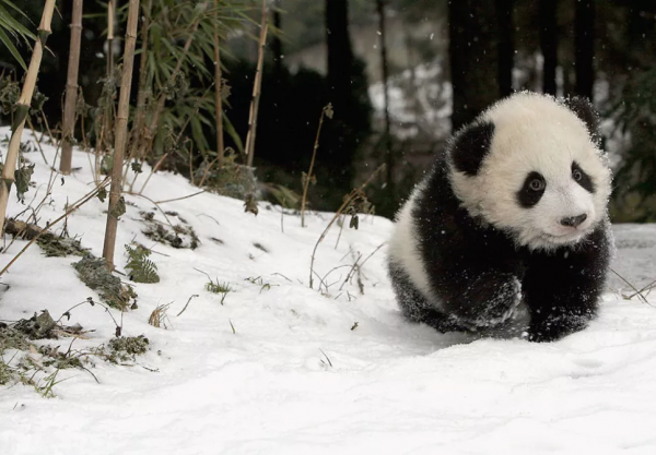 熊猫的黑眼圈怎么来的