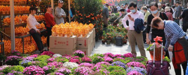 公园春节摆什么植物好