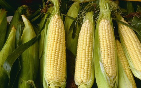 玉米播种深度多少合适