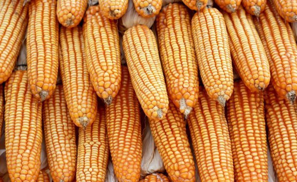 玉米播种深度多少合适