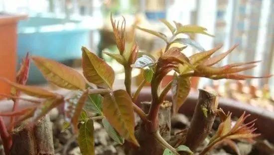 香椿什么时候发芽采摘