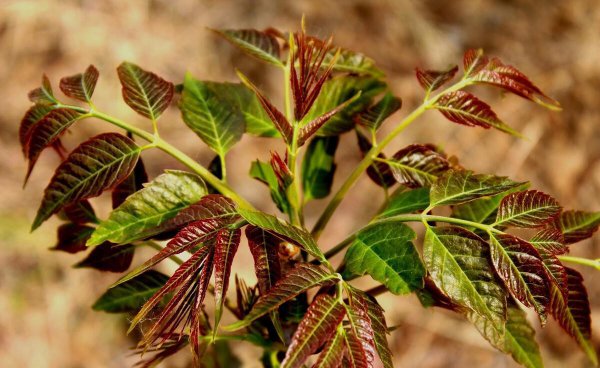 香椿什么时候发芽采摘