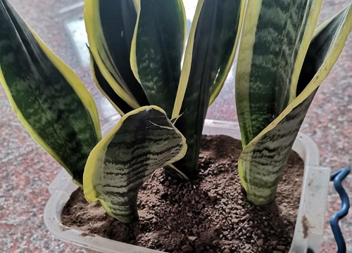 虎皮兰配土方法