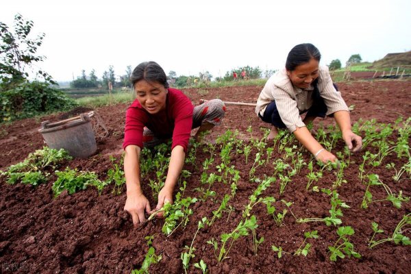 草铵膦和草甘膦的区别在哪里
