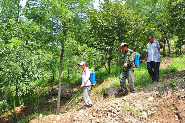 草铵膦和草甘膦的区别在哪里