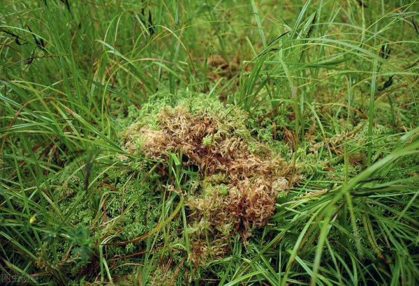 草铵膦和草甘膦的区别在哪里