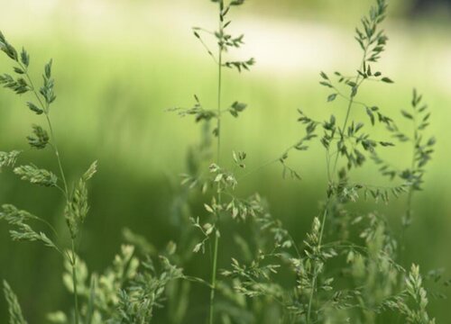 香草种植时间和方法