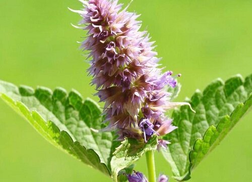 香草种植时间和方法