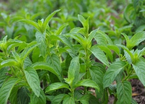 香草种植时间和方法