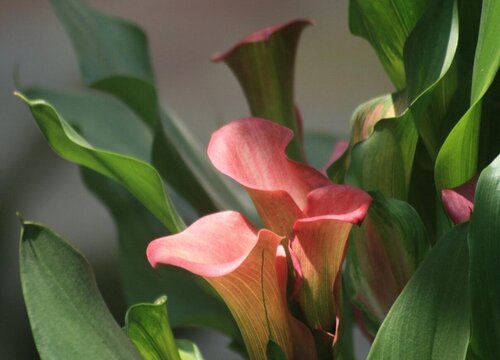 马蹄莲的花语是什么意义