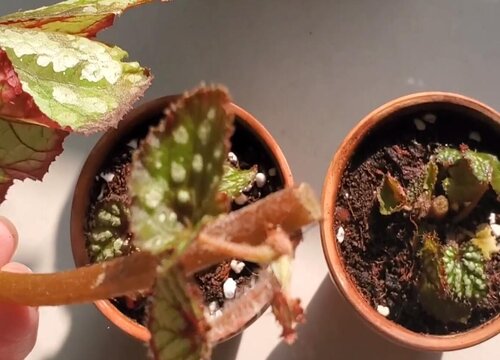 秋海棠的扦插方法图解