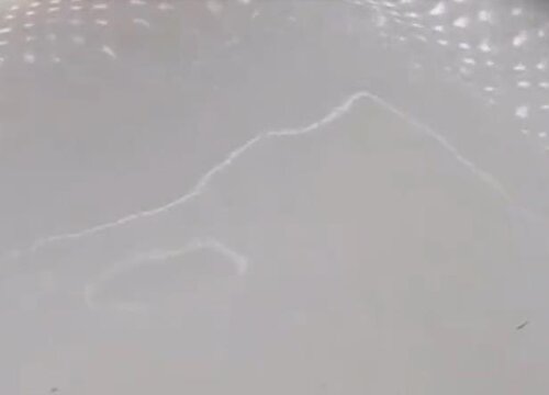 用什么养君子兰根系发达叶片多