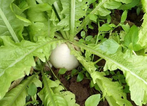 南方白萝卜的种植方法和时间