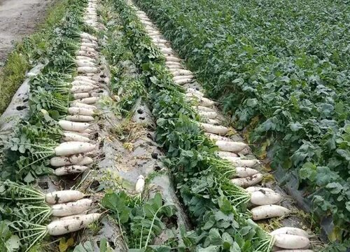 南方白萝卜的种植方法和时间