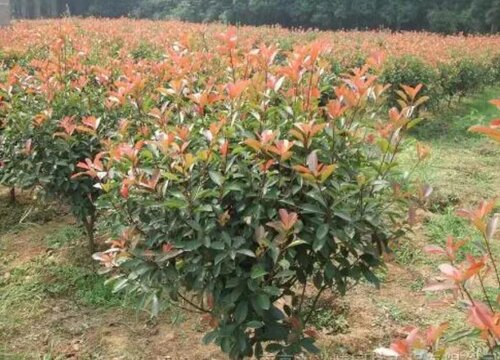 红叶石楠什么时候剪枝最好