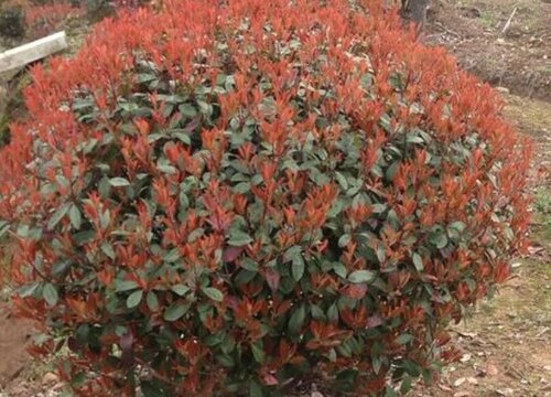红叶石楠什么时候剪枝最好