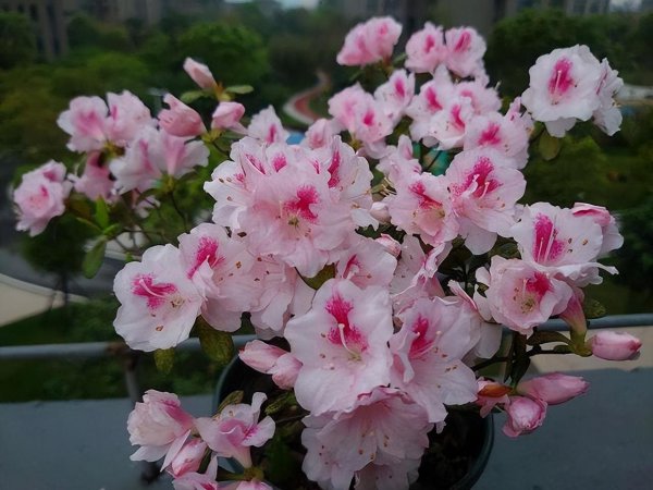 钻石玫瑰月季优缺点介绍