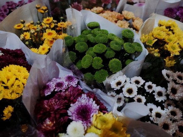 钻石玫瑰月季优缺点介绍