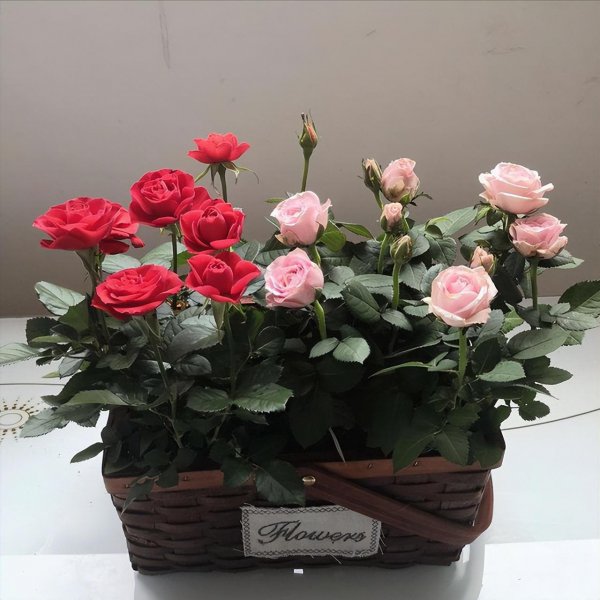 钻石玫瑰月季优缺点介绍