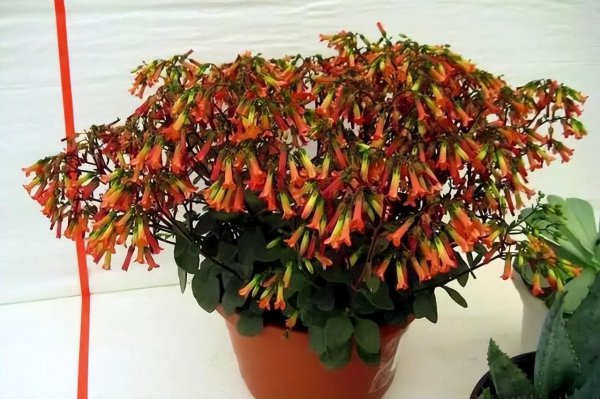 钻石玫瑰月季优缺点介绍