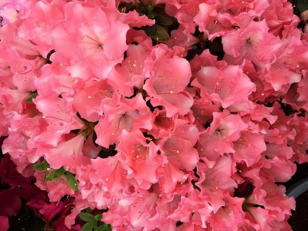 钻石玫瑰月季优缺点介绍