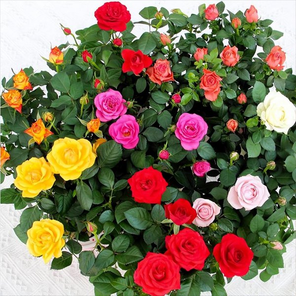 钻石玫瑰月季优缺点介绍